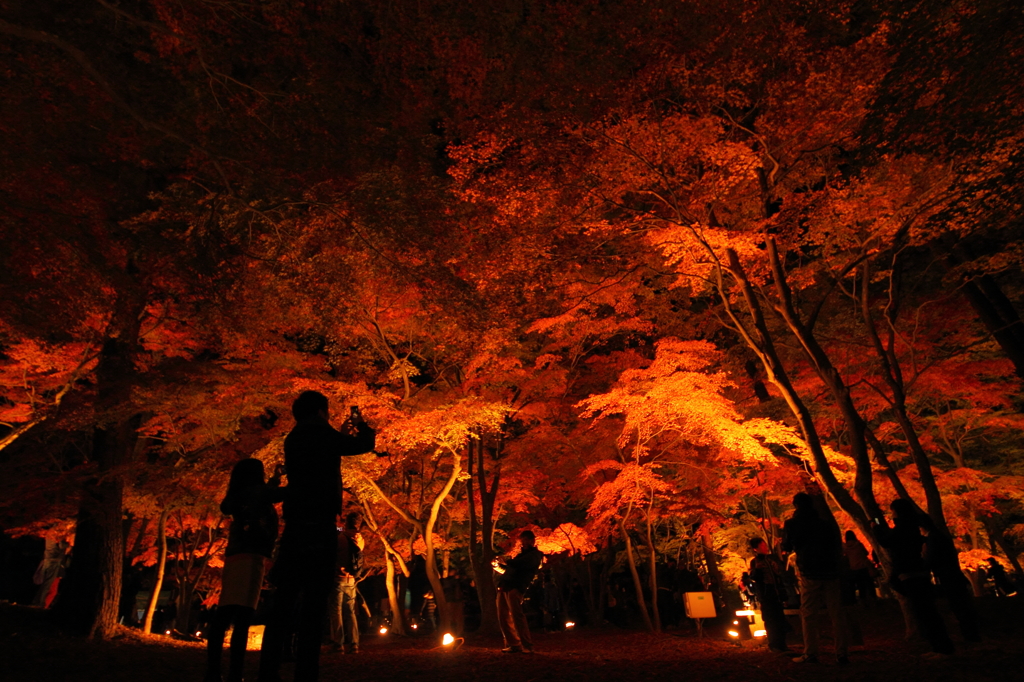 燃える紅葉に夢中な二人