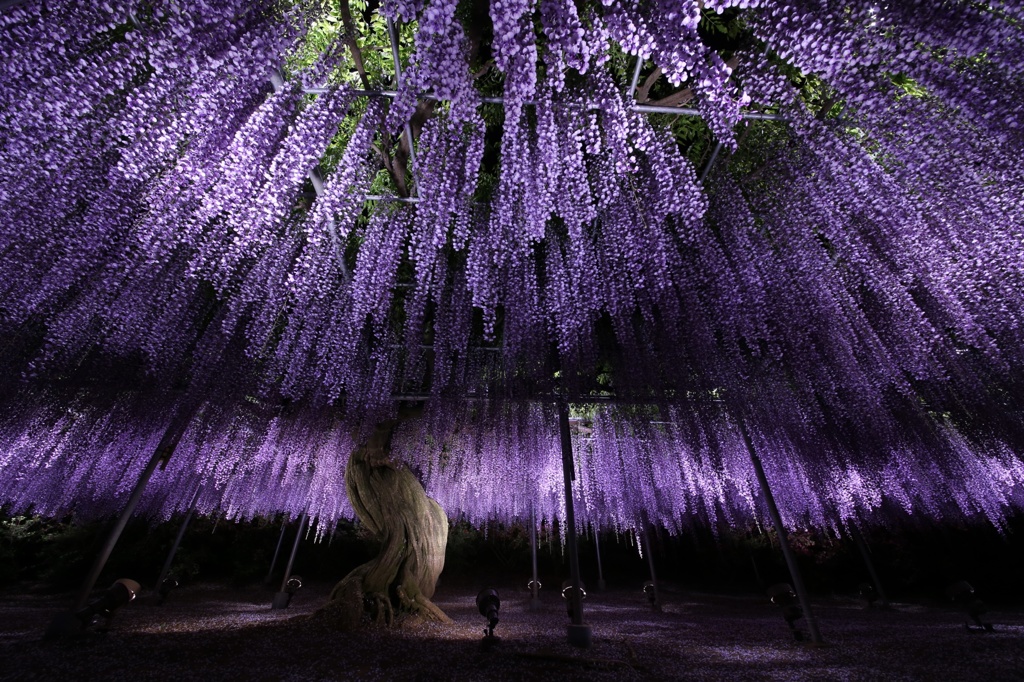 美と力