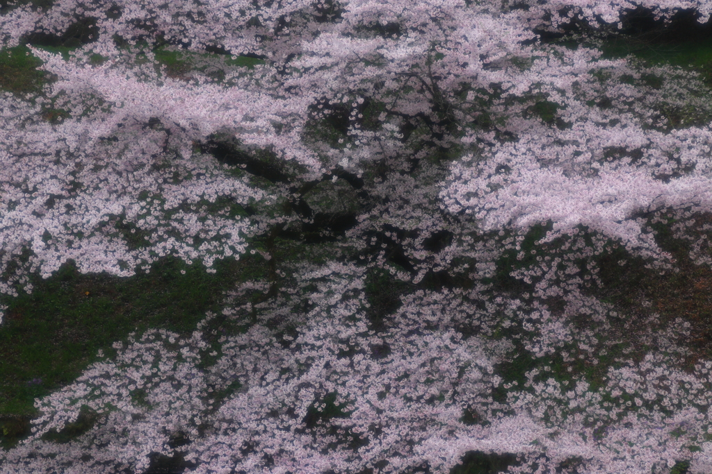 生きる