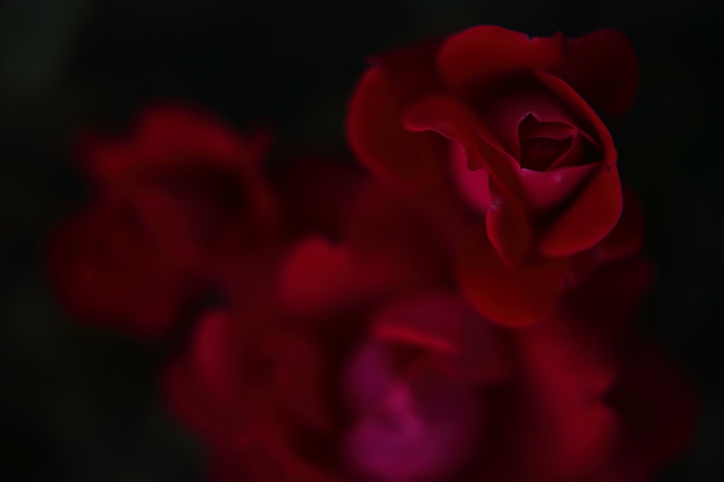 薔薇の赤