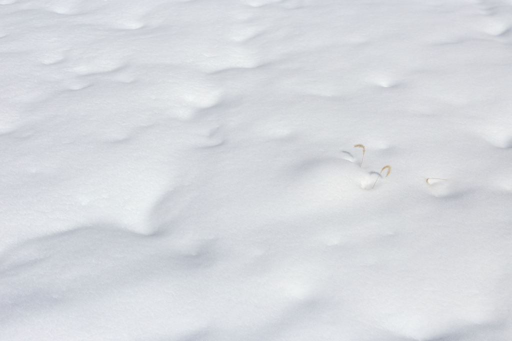 雪にも負けず