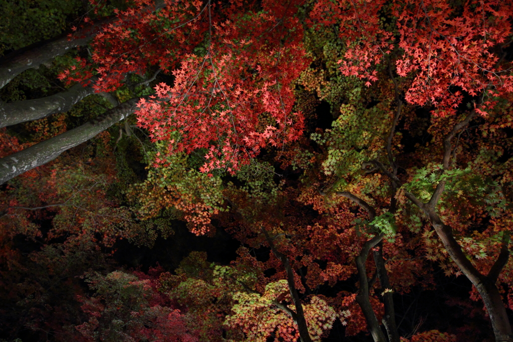 奥ゆかしき紅葉