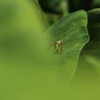 虫たちの目線 - 危険地帯 - 