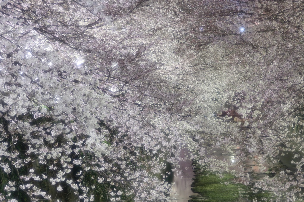 桜舞う