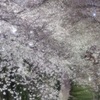 桜舞う