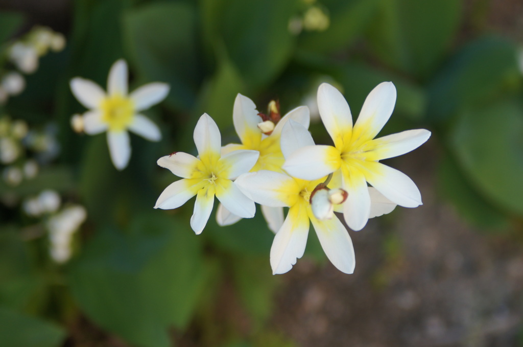 黄色の花火