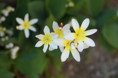 黄色の花火