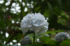 雨上がりα700
