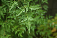 緑