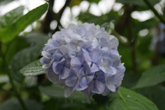 雨上がりK20D