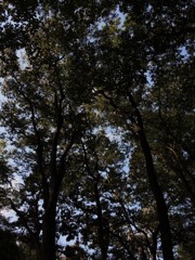 林の底で。