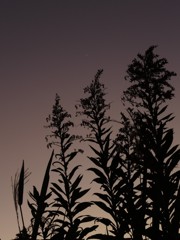 降り注ぐ朝。