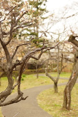 梅の季節 2013-07