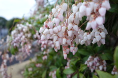 早春の花　2013-04