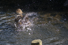 カモの水遊び