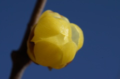 未開花蝋梅