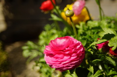 早春の花　2013-03
