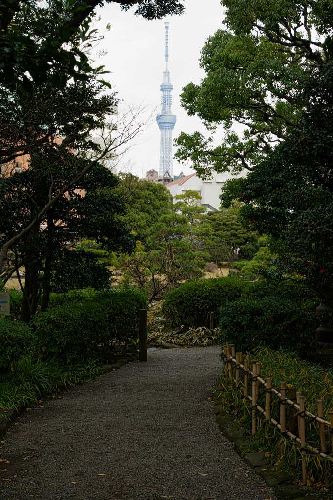 庭園とスカイツリー
