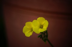 早春の花　2013-01