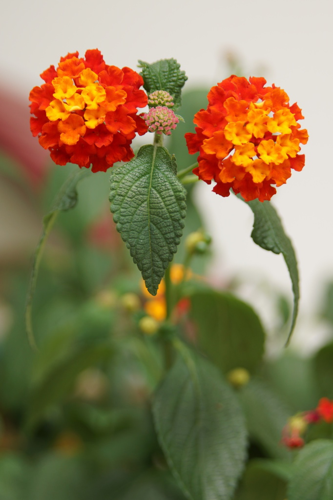紫陽花 2013_07