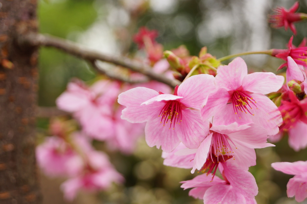 桜の季節　2013-03
