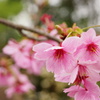 桜の季節　2013-03
