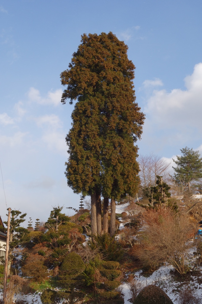 ひょっこり杉。