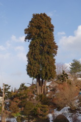 ひょっこり杉。