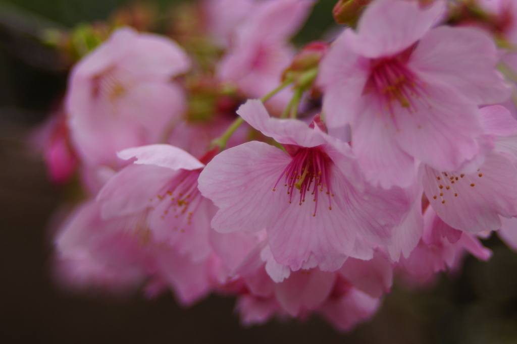 桜の季節　2013-02