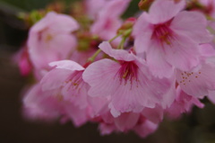 桜の季節　2013-02