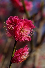 梅の季節　2013-13