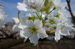 梨の花　2013　その2