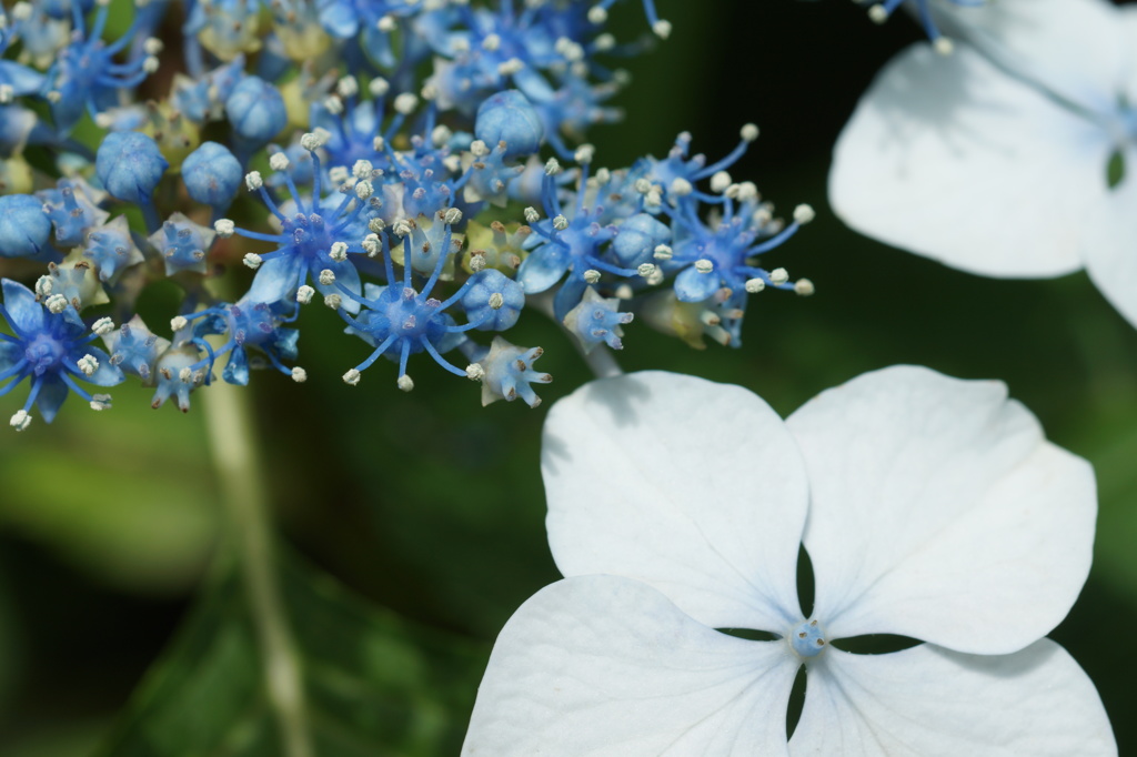 紫陽花 2013_04