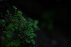 雨上がりの．．．。
