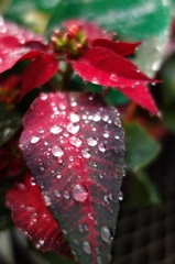 雨上がりのポインセチア
