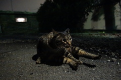真夜中の毛づくろい