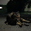 真夜中の毛づくろい