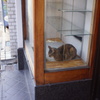 売り物ではありません