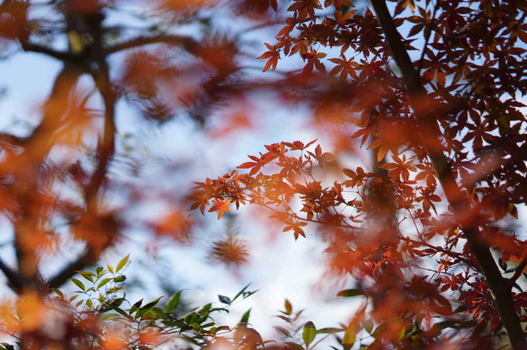 赤い紅葉