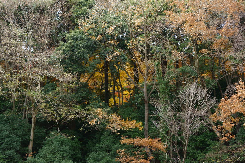 隠れ紅葉