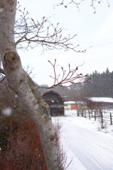 冬の芽生え