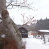 冬の芽生え