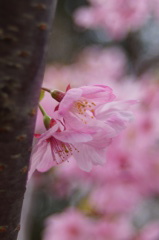 桜の季節　2013-01