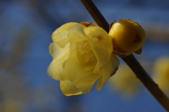 開花蝋梅