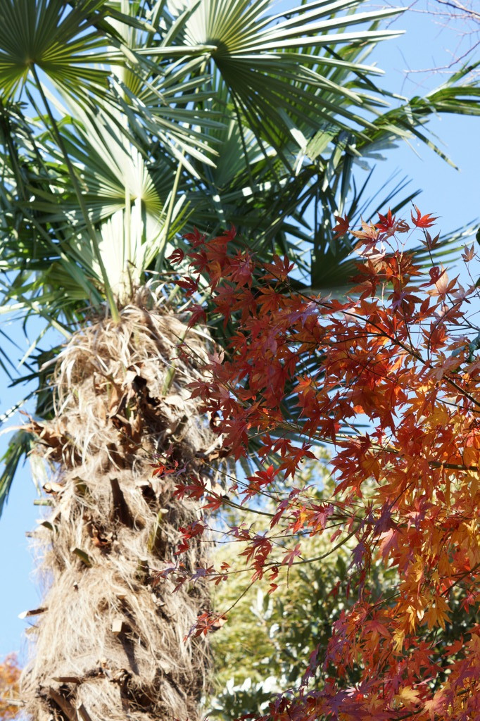 紅葉と夏？