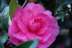 花の名は？