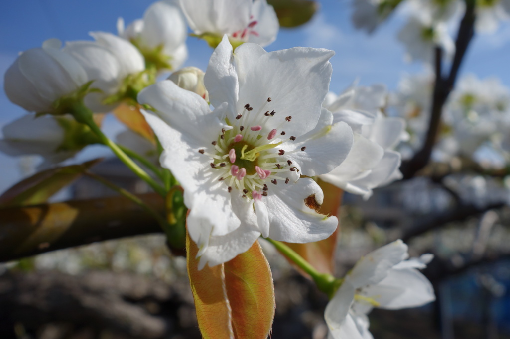 梨の花　2013　その1