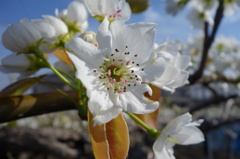 梨の花　2013　その1