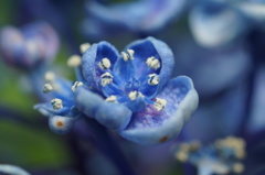 紫陽花 2013_02