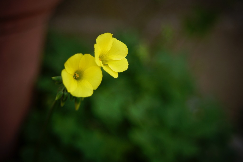 早春の花　2013-02